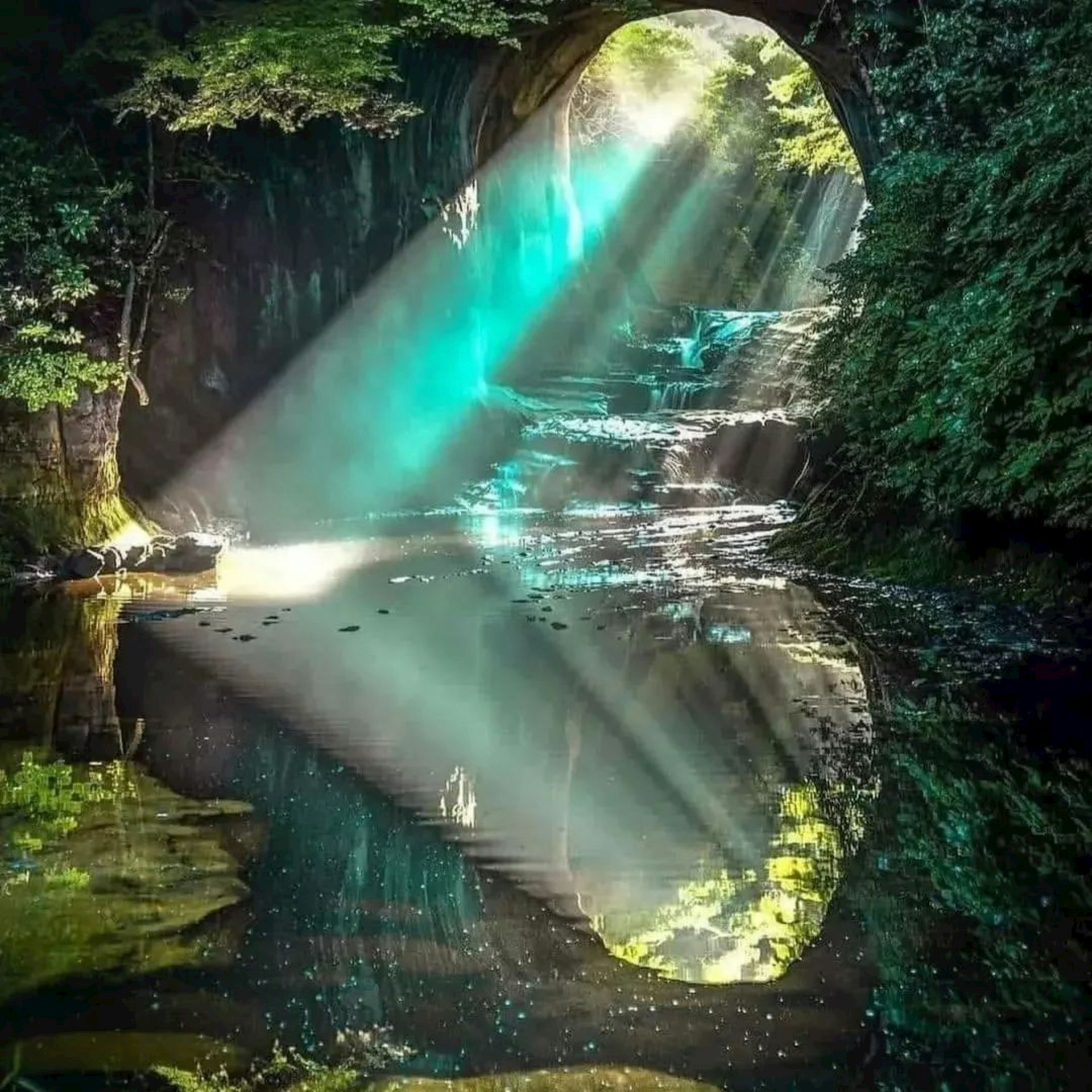 the amazon