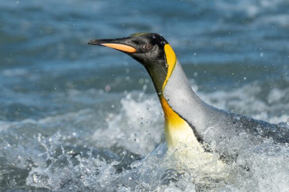 bob-brewer-ixkIxMnTG58-unsplash cruceros fauna marina